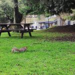 【いろいろな音声を聞いたほうが英会話力の向上になります】